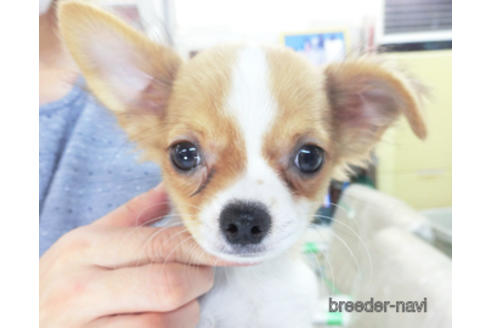 成約済の千葉県のチワワ(ロングコート)-138357の1枚目