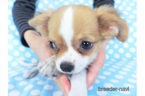 成約済の千葉県のチワワ(ロングコート)-138357の4枚目