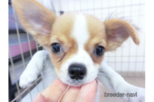 成約済の千葉県のチワワ(ロングコート)-138357の3枚目