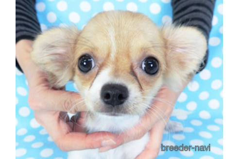 成約済の千葉県のチワワ(ロングコート)-143019の1枚目