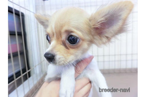 成約済の千葉県のチワワ(ロングコート)-143019の4枚目