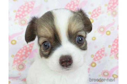 成約済の千葉県のチワワ(ロングコート)-147089の1枚目