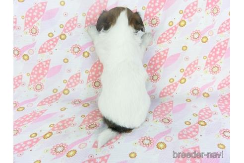 成約済の千葉県のチワワ(ロングコート)-147089の5枚目