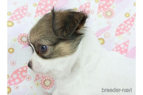 成約済の千葉県のチワワ(ロングコート)-147089の4枚目