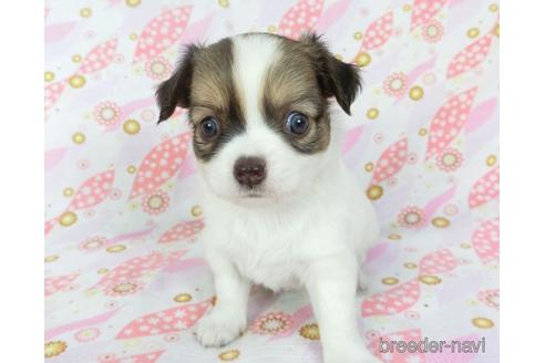 成約済の千葉県のチワワ(ロングコート)-147089の3枚目