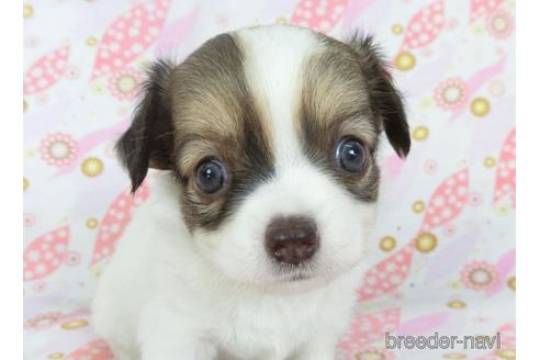 成約済の千葉県のチワワ(ロングコート)-147089の2枚目