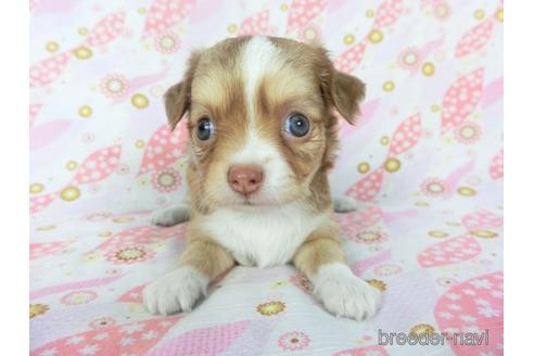 成約済の千葉県のチワワ(ロングコート)-147091の2枚目
