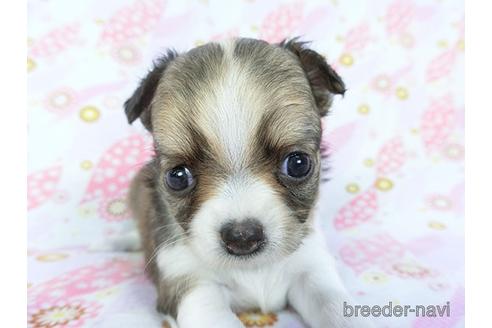 成約済の千葉県のチワワ(ロングコート)-147092の1枚目