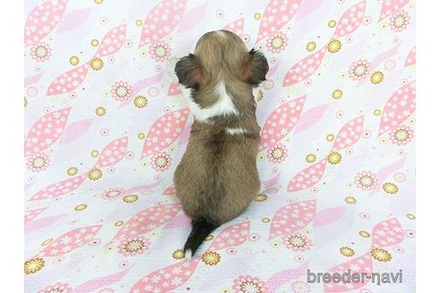 成約済の千葉県のチワワ(ロングコート)-147092の4枚目