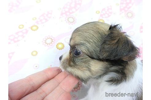 成約済の千葉県のチワワ(ロングコート)-147092の3枚目