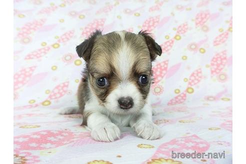 成約済の千葉県のチワワ(ロングコート)-147092の2枚目