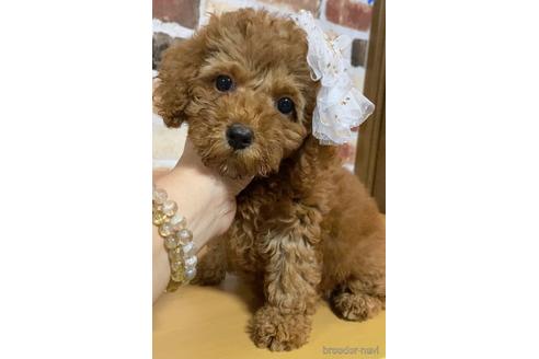 成約済の茨城県のトイプードル-145823の3枚目