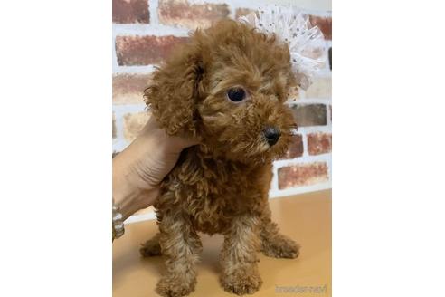成約済の茨城県のトイプードル-145823の2枚目