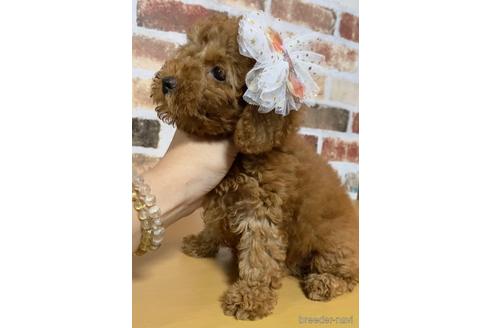成約済の茨城県のトイプードル-145823の5枚目