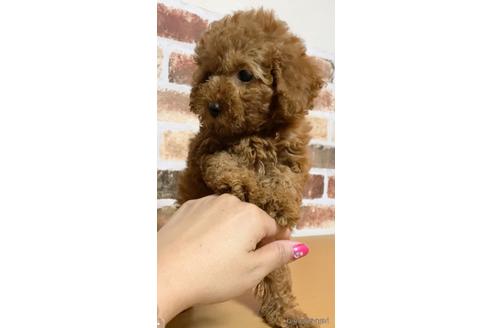成約済の茨城県のトイプードル-145823の4枚目