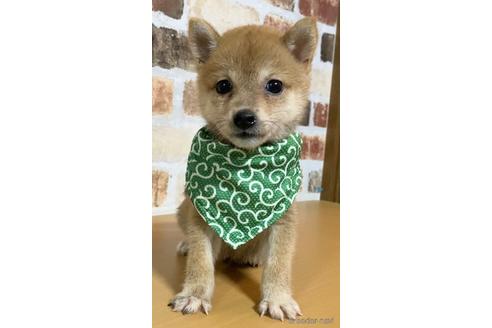 成約済の茨城県の豆柴-145144の1枚目