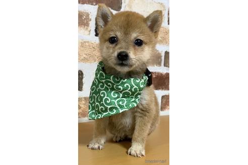 成約済の茨城県の豆柴-145144の4枚目