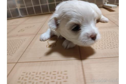 成約済の岡山県のマルチーズ-147154の2枚目