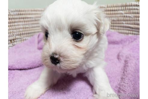 成約済の神奈川県のマルチーズ-147176の4枚目