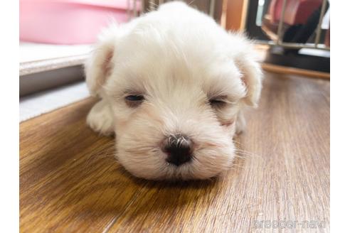 成約済の神奈川県のマルチーズ-147176の3枚目