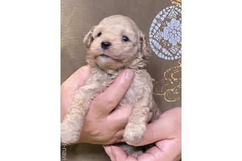 成約済の福島県のタイニープードル-145993の5枚目