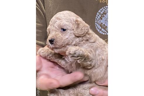 成約済の福島県のタイニープードル-145993の4枚目