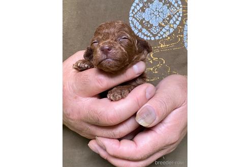 成約済の福島県のトイプードル-147200の4枚目