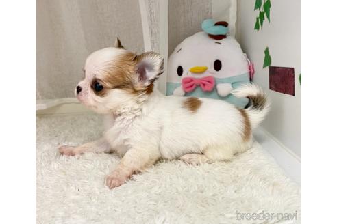 成約済の香川県のチワワ(ロングコート)-146514の2枚目
