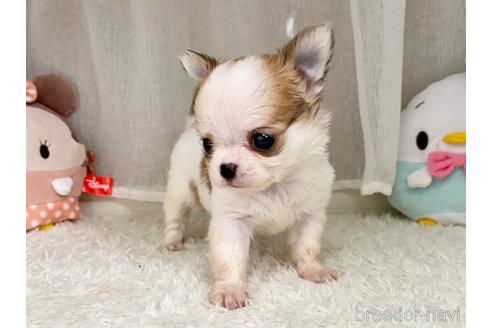 成約済の香川県のチワワ(ロングコート)-146514の3枚目