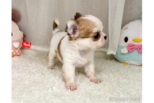 成約済の香川県のチワワ(ロングコート)-146514の5枚目
