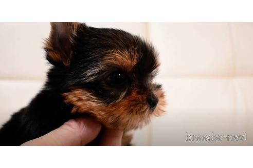 大阪府のヨークシャーテリア 女の子 21 07 18生まれ 愛嬌が有って可愛い子ですよ 子犬id ブリーダーナビ
