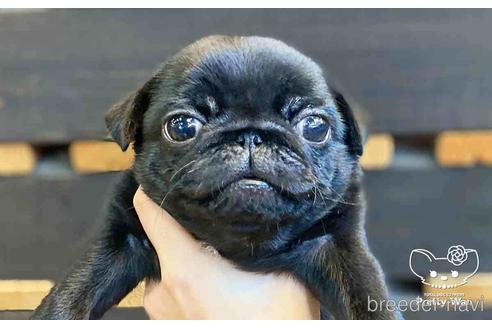 成約済の愛知県のパグ-147258の1枚目