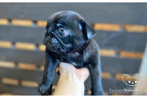 成約済の愛知県のパグ-147258の2枚目