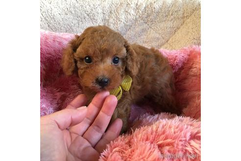 成約済の福岡県のタイニープードル-147275の5枚目