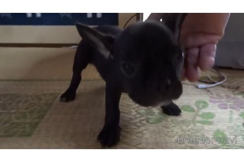 成約済の佐賀県のフレンチブルドッグ-147306の1枚目