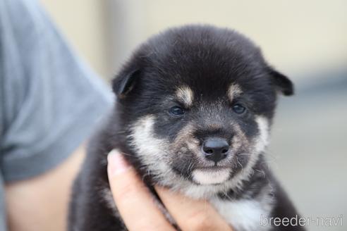 成約済の埼玉県の柴犬-147310の1枚目