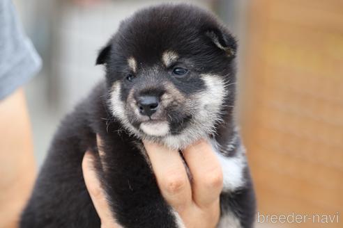 成約済の埼玉県の柴犬-147310の6枚目