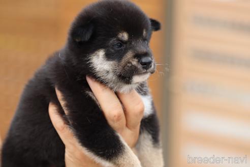成約済の埼玉県の柴犬-147310の5枚目