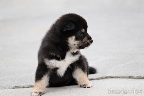 成約済の埼玉県の柴犬-147310の4枚目