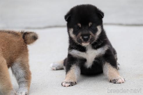 成約済の埼玉県の柴犬-147310の3枚目