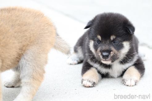 成約済の埼玉県の柴犬-147310の2枚目