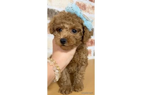 成約済の茨城県のトイプードル-146737の3枚目
