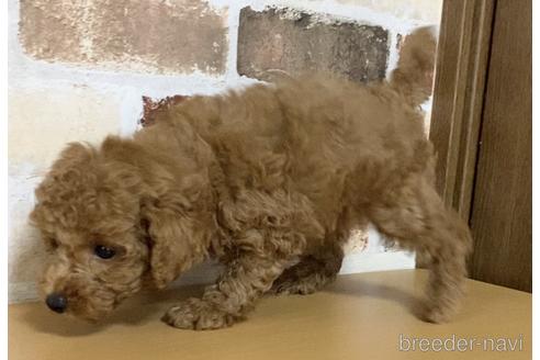 成約済の茨城県のトイプードル-146737の5枚目