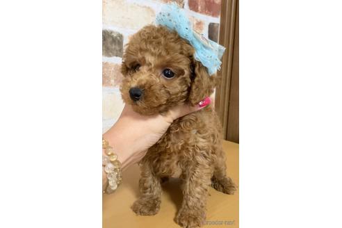 成約済の茨城県のトイプードル-146737の2枚目