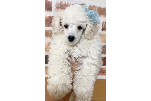 成約済の茨城県のタイニープードル-146369の2枚目