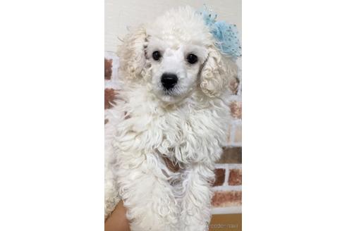 成約済の茨城県のタイニープードル-146369の3枚目