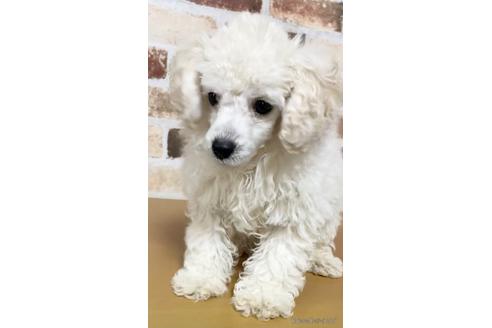 成約済の茨城県のタイニープードル-146369の4枚目