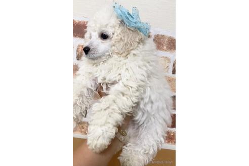 成約済の茨城県のタイニープードル-146369の5枚目