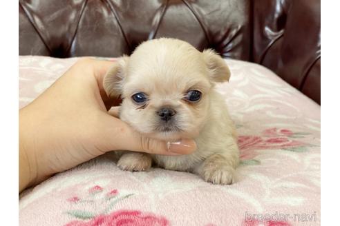 成約済の香川県のミックス犬-147330の1枚目