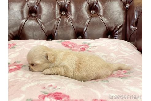 成約済の香川県のミックス犬-147330の2枚目